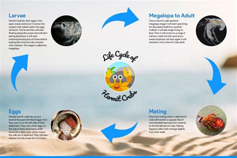 The Land Hermit Crab Lifecycle Hermit Crab