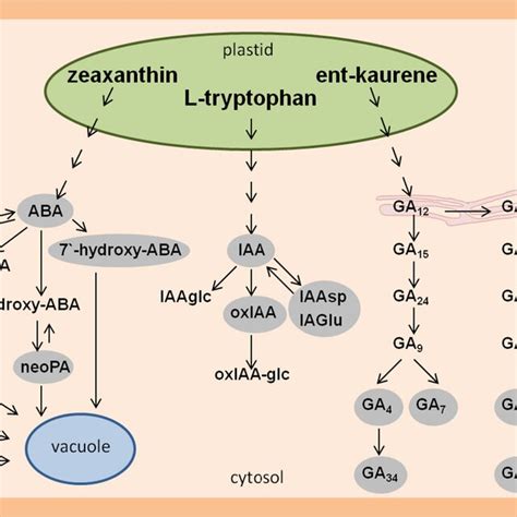 A Schematic Diagram Illustrating The Metabolic Pathways Of Aba Iaa And Download Scientific