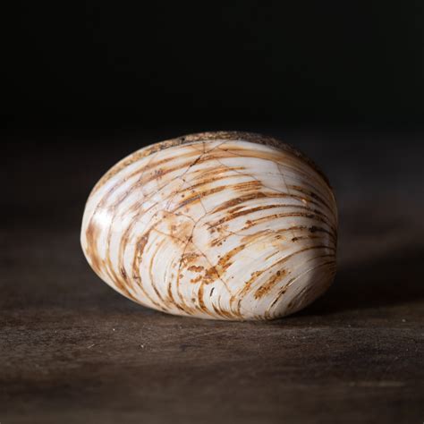 Rare Fossilized Clam Shell — The Good Bower