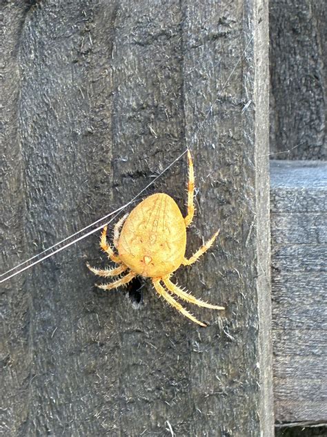 British Spider Identification Group | Can anybody tell me what this