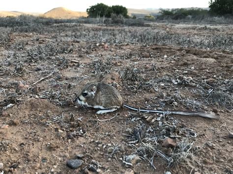 Kangaroo Rat Facts Size Habitat And Pictures
