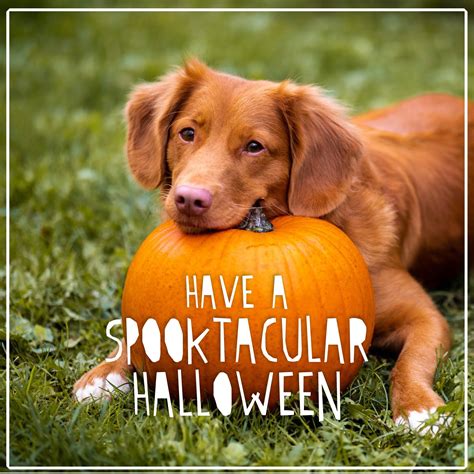 Adams Morgan Animal Hospital - Home | Facebook