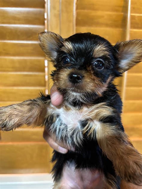 Yorkshire Terrier (Yorkie) Puppies For Sale In Texas