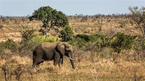 Sexually Charged Elephant Put Down After It Crushed Safari Ranger To Death