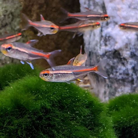 Glowlight Tetra - SWEET KNOWLE AQUATICS ONLINE SHOP