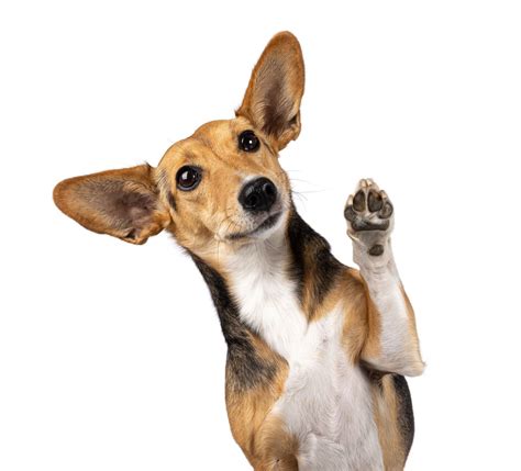Housebreaking a dog / Potty Training a dog Near Me - Lunenburg Ma