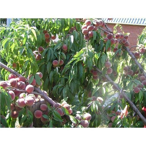 Купить Персик Киевский Ранний Цена, фото, описание, отзывы. Курьерская ...