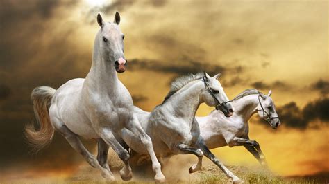 Three beautiful white horses running Wallpaper Download 5120x2880