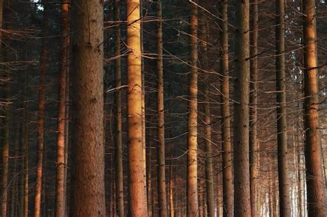 Troncos de árvores em uma floresta de abetos ao pôr do sol foco