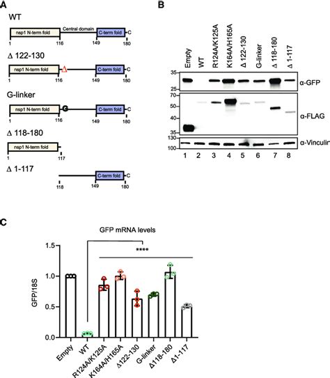 The N Terminal And Central Domains Of Nsp1 Are Required For