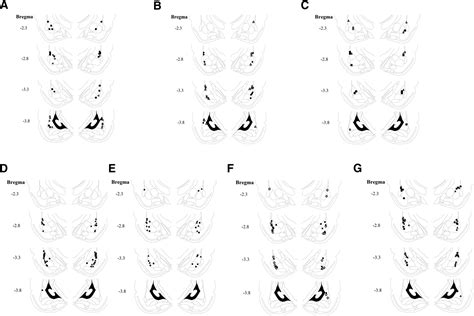 arp  vasp  essential  fear memory formation  lateral