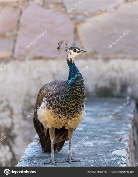Peacok roaming free in India. — Stock Photo © glassandnature #137825630