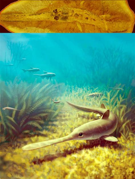 Extinct Freshwater Sharks That Spawned in Saltwater Had Been Mistaken