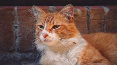 Cute Blonde And Cat Relaxing LiveWallpapers4Free