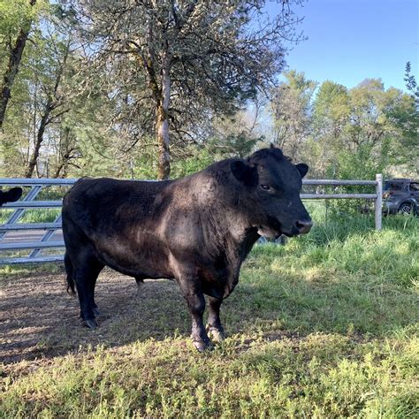 A long awaited release of our bull, Grady, back with the herd. As the