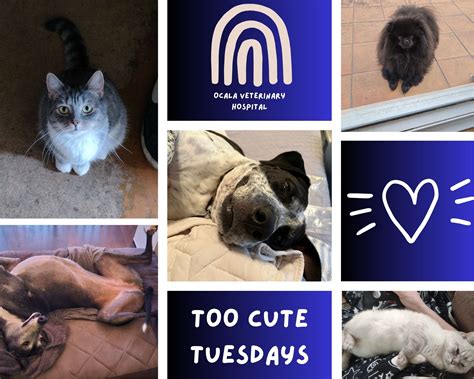 Ocala Veterinary Hospital... - Ocala Veterinary Hospital