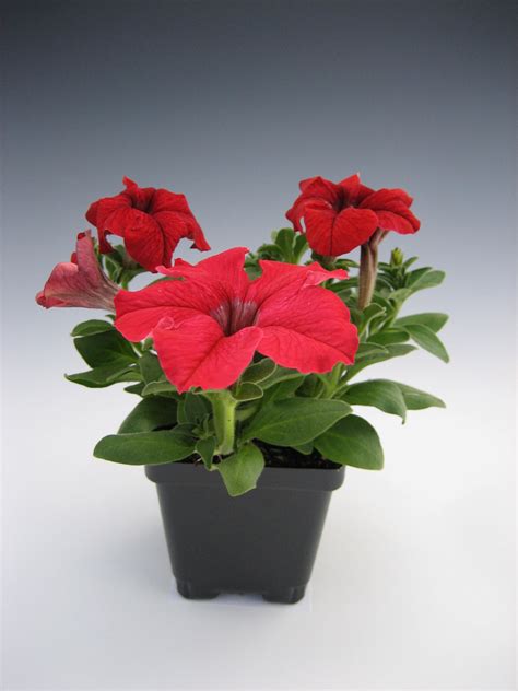 Petunia Grandiflora Red | Bloom-Masters