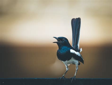 Magpie Symbolism & Meaning (+Totem, Spirit & Omens) | World Birds