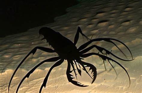 Mysterious New Deep Ocean Predator Discovered Thriving in the Extreme ...
