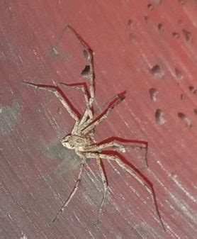 Spiders in Colorado - Species & Pictures