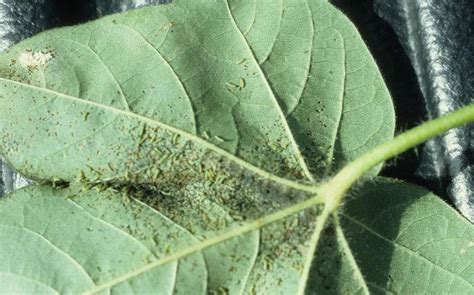 The Beet Armyworm Spodoptera Exigua Cropaia