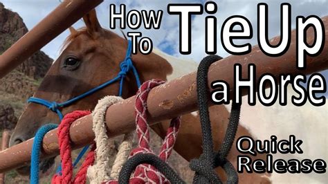 How To Tie Up Your Horse Quick Release Knot Halter Hitch Btsr Youtube