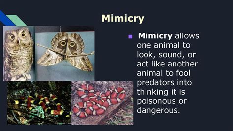 animal adaptations
