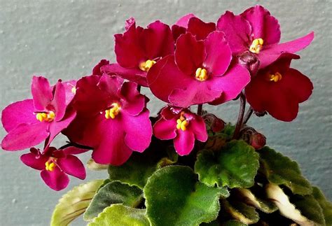 Fialka | Plants, Flowers, Rose