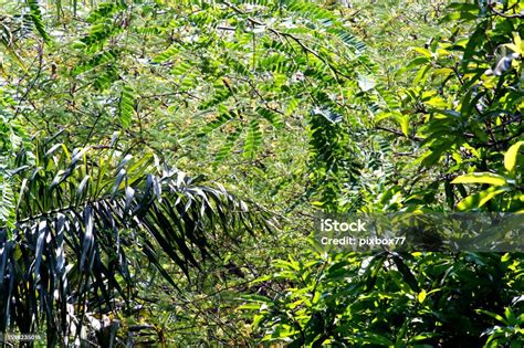 tree canopy  leaf background stock photo  image