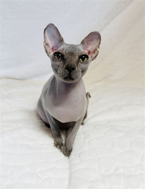 Sphynx Cats for Sale | Sphynx Kitten Breeder| Purrxotics