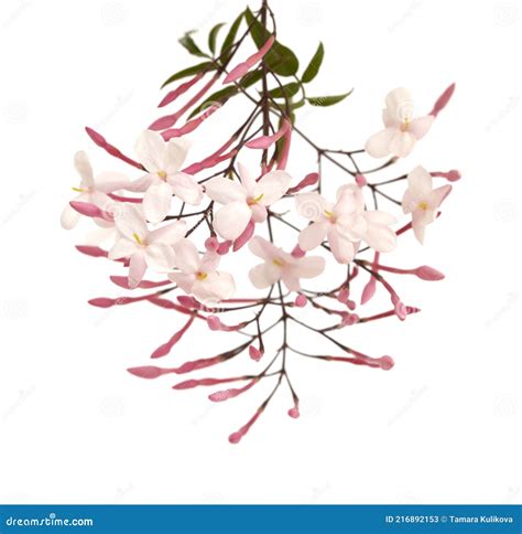 Flowering Jasminum Officinale, the Common Jasmine, Isolated Stock Image