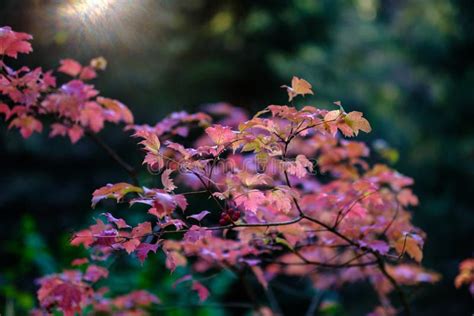 Naked Autumn Trees With Few Red Leaves Stock Photo Image Of Scenery