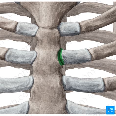 Sternocostal Joint Articulatio Sternocostalis Kenhub