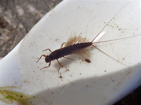 The importance of macroinvertebrates in freshwater streams – Fish