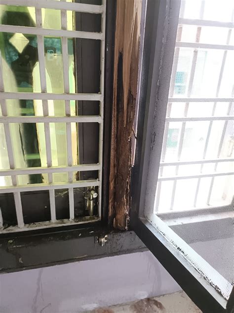 Termite Control – Xpert Pest Control Squad