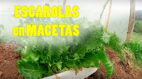 Como Cultivar Escarolas En MACETAS Cultivo De La Escarola PASO A PASO