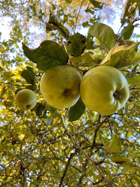 Pin von Jürko Voßgröne auf Natur Garten Ostfriesland Herbst Winter