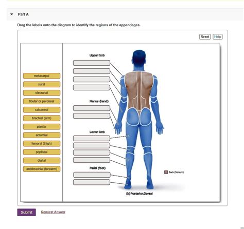 Part A Drag The Labels Onto The Diagram To Identify The Regions Of The