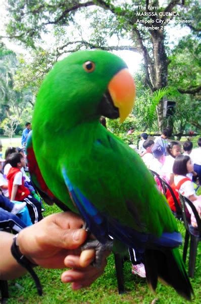 Eclectus Parrot Project Noah