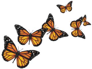 Transparent Butterfly Images Hd - bmp-ultra