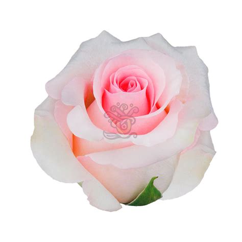 Nena Roses Florist Fresh By Rj Carbone • Wholesale Floral Distributors