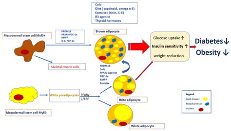 Ijms Free Full Text Brown Adipose Tissue And Its Role In Insulin