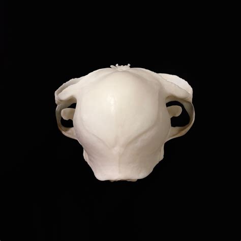 Brachycephalic Persian Cat Skull Replica - OddArticulations, LLC