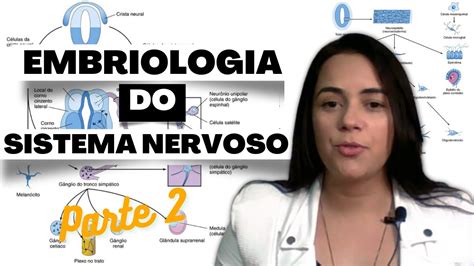 Desenvolvimento Embrionário Do Sistema Nervoso Parte 2 Youtube