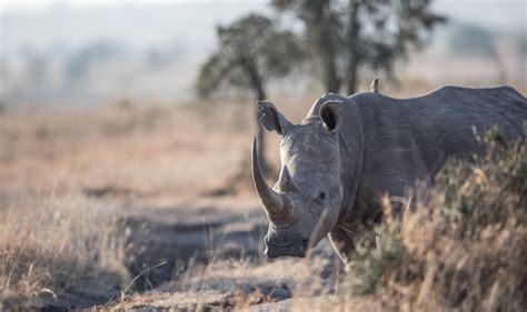 Why Protect Rhinos Wild Animal Rescue