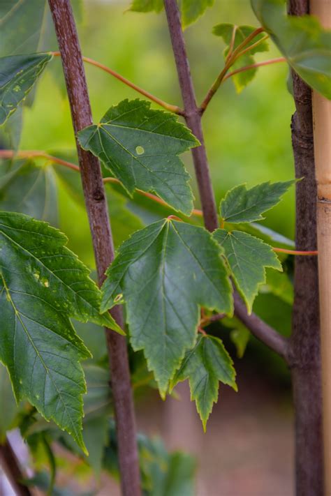 Acer Rubrum Buy Quality Trees Online Cullen Nurseries