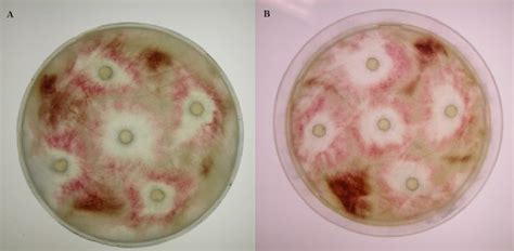 Inhibition Of Conidia Germination And Mycelium Growth Of F Culmorum By