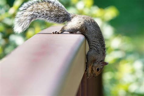 How To Get Rid Of Squirrels In The Attic Homes Gardens