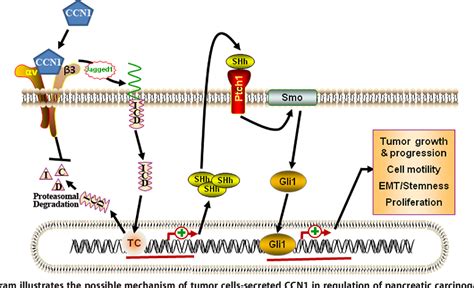 Figure 1 From The Matricellular Protein CCN1 Cyr61 Is A Critical