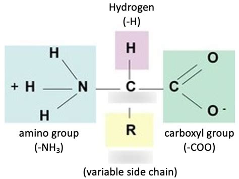 Protein Structure Diagram Quizlet